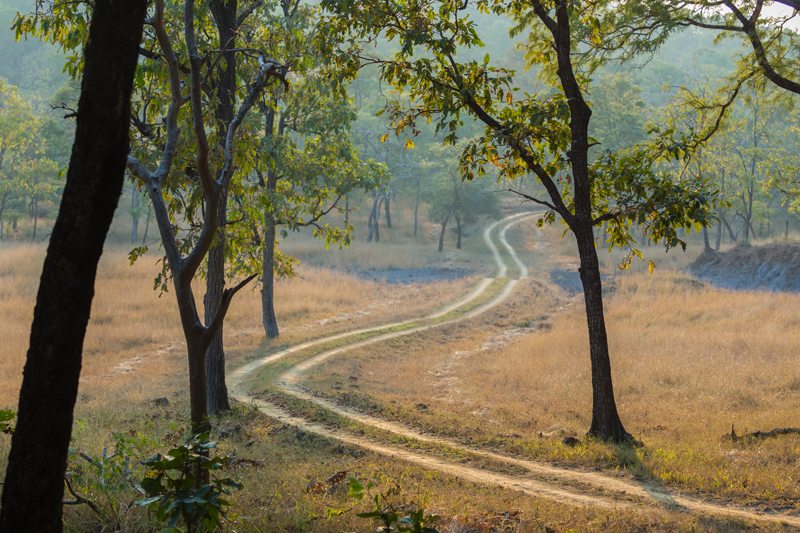 A Walk In The Park – Satpura A Walk In The Park - Satpura