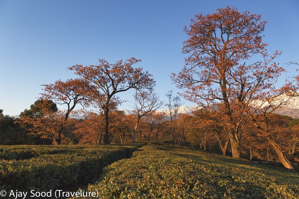 Dharamshala - Doorstep of Dazzling Dhauladhar