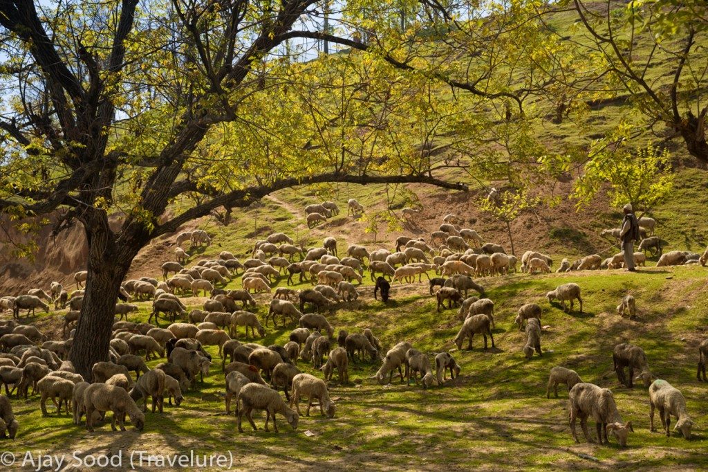 Kashmir - Spring Swing