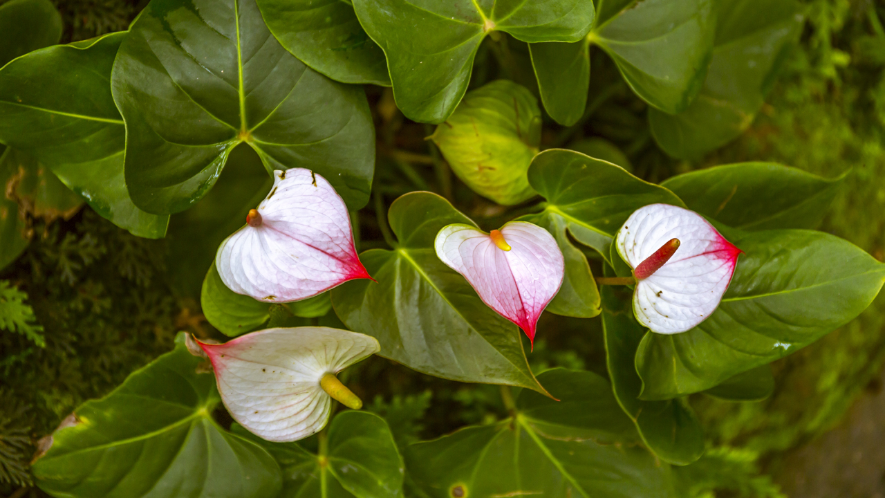 Singapore Botanic Gardens - A Forest in the City replete with orchids