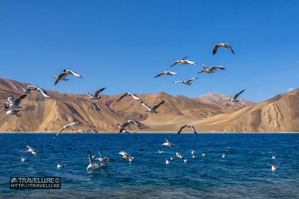 When the lazy seagulls flew for sandwiches...