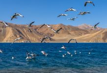 Pangong Tso Ladakh India Seagulls gliding around the blue-hued Pangong Tso Ladakh India - Travelure ©