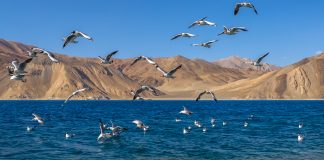 Pangong Tso Ladakh India Seagulls gliding around the blue-hued Pangong Tso Ladakh India - Travelure ©