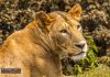 Ngorongoro Crater Arusha Region Tanzania A stare that holds - Lioness in Ngorongoro