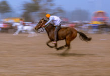 Capturing speed in a still image – Bareback Rider, Kila Raipur Here's a successful attempt to capture speed in a still - bareback rider trying to catch up with the race leader - Travelure ©