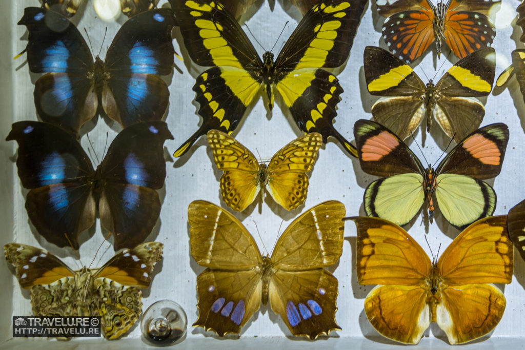 A part of the private collection of bugs, beetles, and butterflies by Mauritian scientist, Jacques Siedlecki - Travelure ©