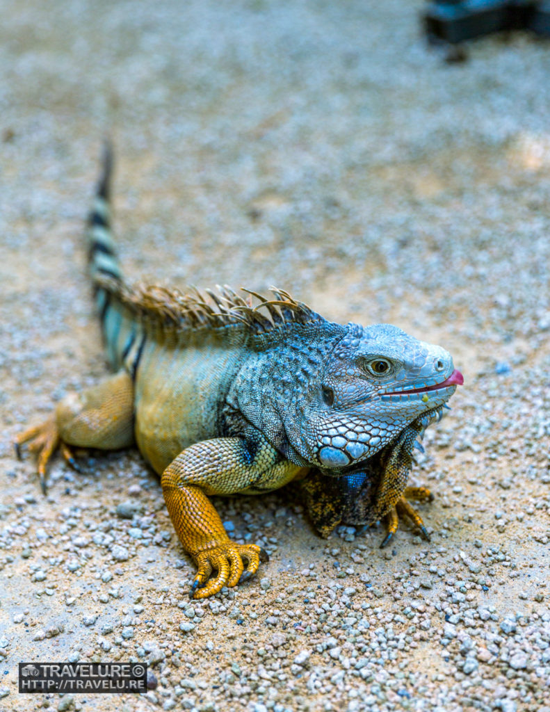 A menacing-looking iguana in La Vanille Reserve des Mascareignes - Travelure ©