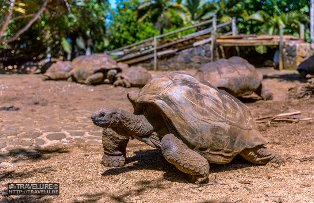 From abolition of slavery to the world wars, these 100+ year old tortoises have seen it all - Travelure ©
