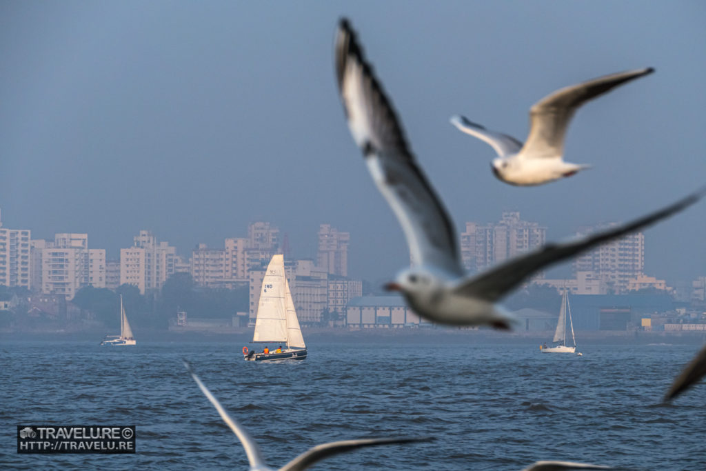 Seagulls surround the sailboats off Mumbai coast - Travelure ©