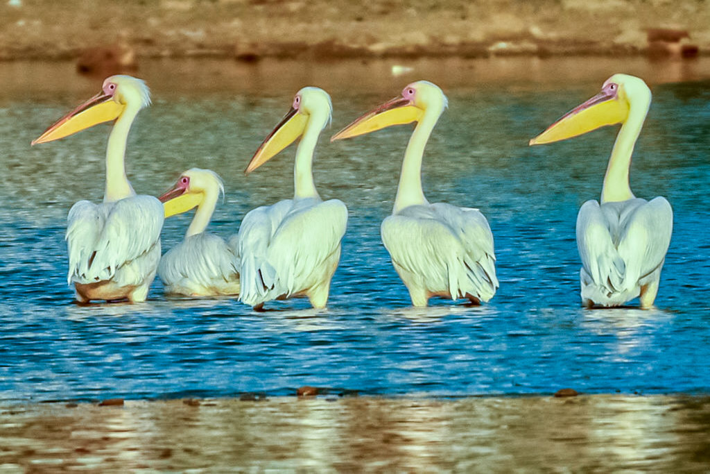 Pelicans in Bhuj, shot by Lakshmi - Travelure ©