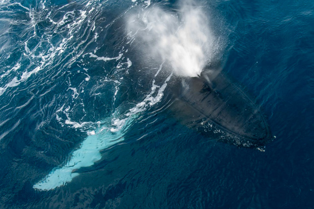 Humpback whale in Gerlache Strait, Antarctica - A shot by Gary Arndt - Travelure ©
