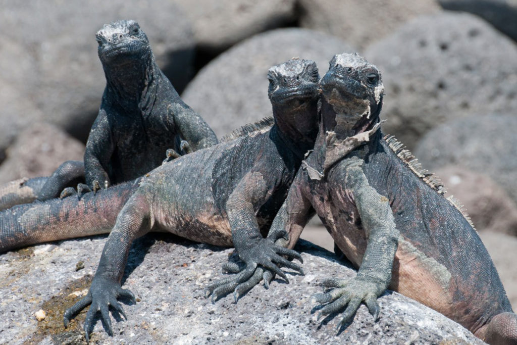 Marine Iguanas, Galapagos Islands, shot by Gary - Travelure ©