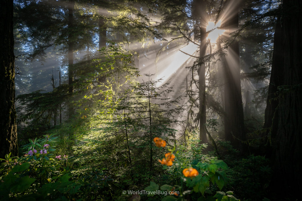 Redwoods - Travelure ©